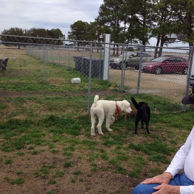 Blue Streak Dog Park photo 1